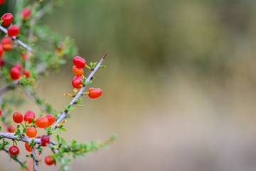 Small red wild fruits in the Pampas forest, Patagonia, Argentina