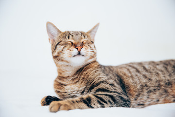 Obraz premium Beautiful tabby cat posing for the camera.
