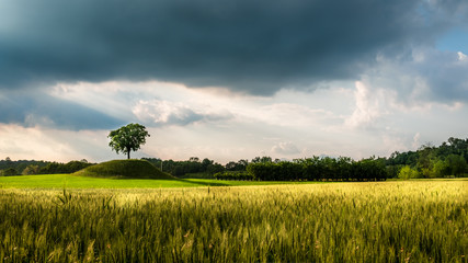 Fields of Friuli Venezia-Giulia