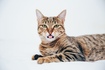 Obraz na płótnie Canvas Beautiful tabby cat posing for the camera.