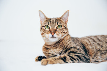 Naklejka na ściany i meble Beautiful tabby cat posing for the camera.