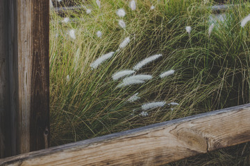 unfocused photography of rural country side wooden bench and gazebo close frame and cereals field