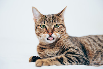 Beautiful tabby cat posing for the camera.