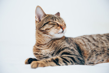 Beautiful tabby cat posing for the camera.