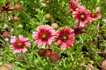 オオテンニンギク