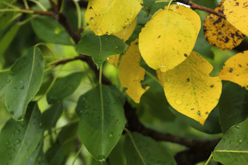 Image of green and yellow leaves on pear tree
