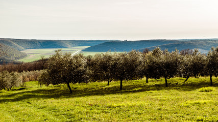 Fototapeta na wymiar Olive trees in the croatian countryside