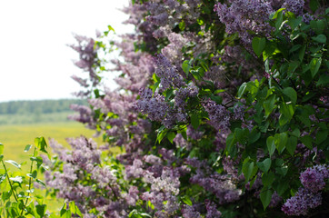 Obraz premium blooming lilac closeup, bright flower