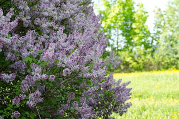 Obraz premium blooming lilac closeup, bright flower