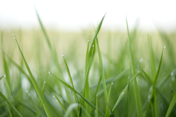 Morning forest. Pine forest. Fresh air