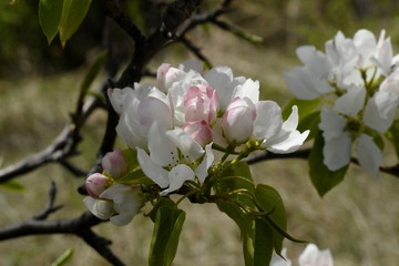 Obraz premium a branch of a blossoming pear