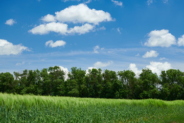 Green wheaten sprouts in the field and cloudy sky. Bright spring landscape.