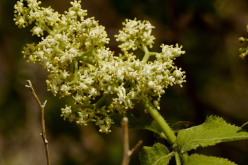 inflorescence of red mountain ash on a branch