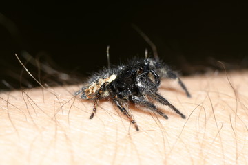 spider horse on hand side view