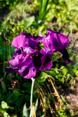 Beautiful iris flower on flowerbed in garden