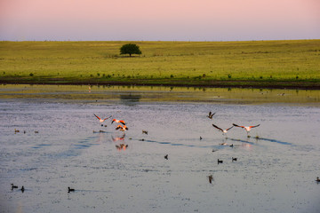 Summer landscape, Pampas, Patagonia, Argentina