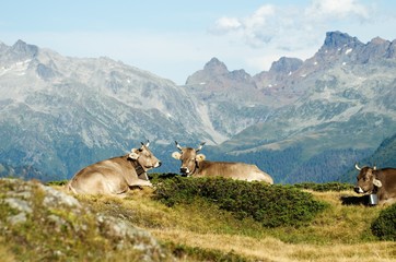 Fototapeta na wymiar Brown cows lying rest on grass alpine panorama