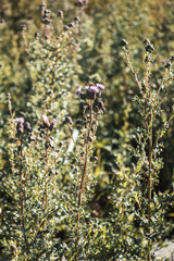 milk thistle leaves growing in a field