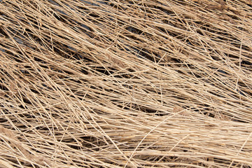dry reeds lie on the water