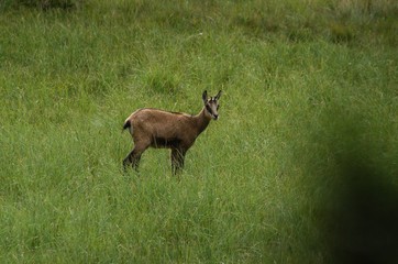 Chamois on a meadow in the forest