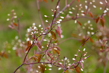 Horizontal closeup of branches of Hamilton’s spindletree starting to bloom in spring, Quebec City, Quebec, Canada