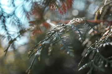 thuja leaves close up with blurred background