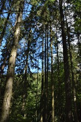Forest tall trees treetops sky view