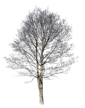 isolated on white medium bare maple tree