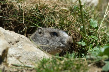 Naklejka na ściany i meble Marmot peeking out of a burrow