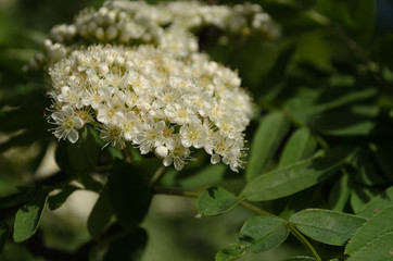blooming mountain ash closeup, flower