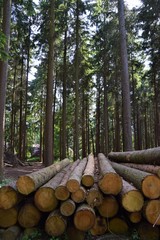 Timber pile in forest chopped wood