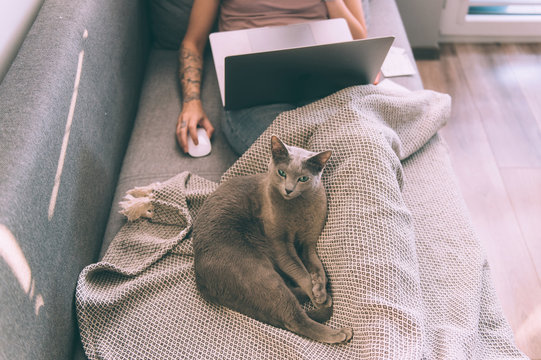 Beautiful kitten lying on bed, at onwner legs, woman using notebook on background. Domestic life with pet.