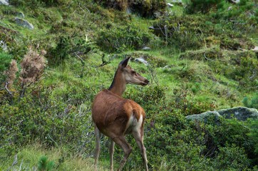 Summer nature curious wild red deer, standing on a meadow in forest