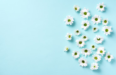 Daisy pattern. Top view. Flat lay. Floral pattern of white chamomile flowers on blue background. Summer concept