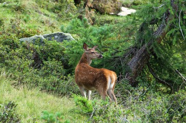 Summer nature curious young wild red deer, standing on a meadow in forest