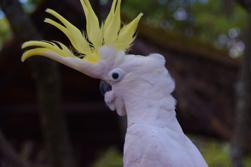 Australian sulphur crested cockatoo portrait © VV Shots