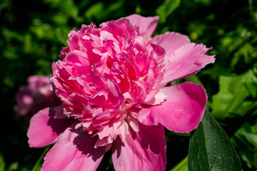 Pink peony in the garden
