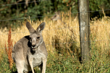 Känguru beim Fressen in Australien