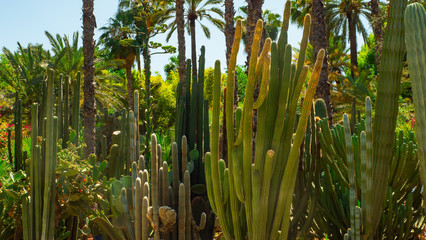 Jardine Majorelle In Marrakesh, Morocco, Africa, Yves Saint Laurent magic garden, flowers cactus trees background