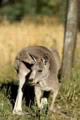 K&auml;nguru beim Fressen in Australien
