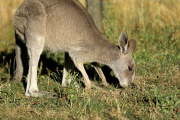 Naklejka na ściany i meble Känguru beim Fressen in Australien