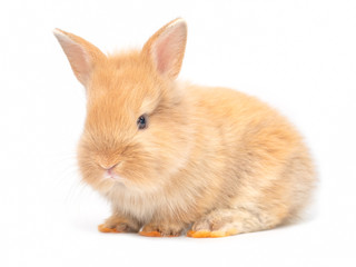 Obraz premium Orange-brown cute baby rabbit isolated on white background. Lovely young rabbit sitting.