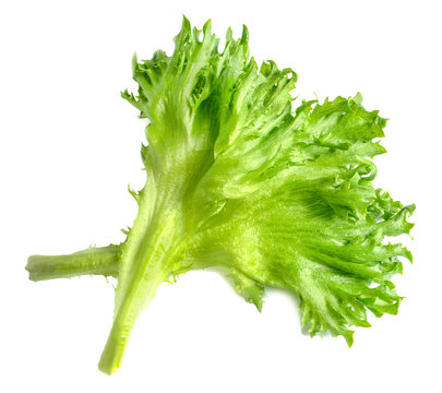 Frillis salad isolated on white. Saturated green color. Close-up. Top view.