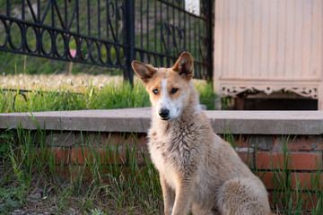Red dog with multi-colored eyes, blue and brown sitting
