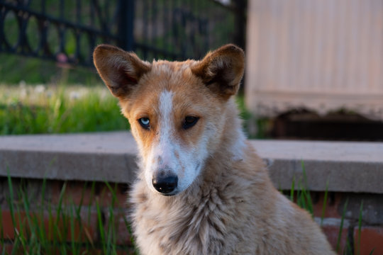 Red dog with multi-colored eyes, blue and brown sitting