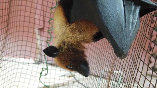SLOW MOTION: flying fox of Seychelles hanging upside down. Pteropus seychellensis is a species of megabat of the Pteropodidae family, living in Seychelles islands of Africa.