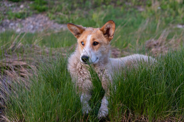 Red dog with blue and brown multi-colored eyes lying on the green grass