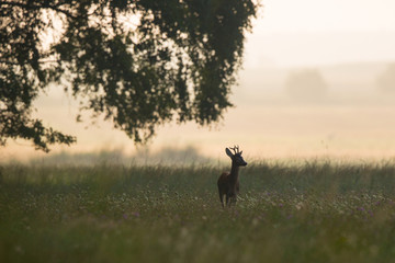 Roebuck - buck (Capreolus capreolus) Roe deer - goat