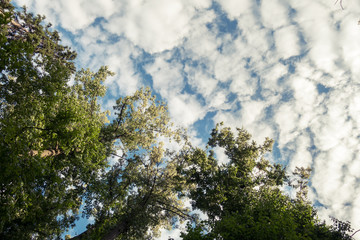 Obraz premium tree and blue sky