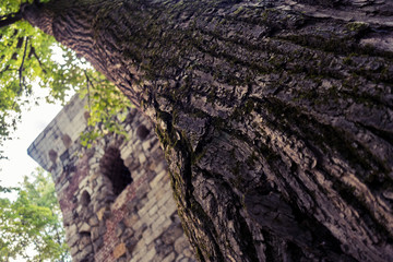 the bark of the tree
